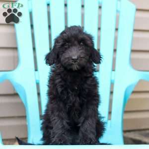 Jewel, Portuguese Water Dog Puppy